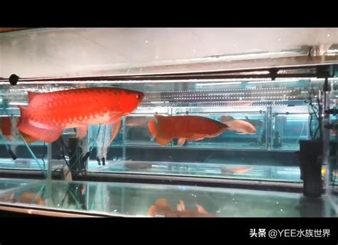 血紅龍魚價格|「龍魚大賽」現場的幾百條紅龍：這得多少錢